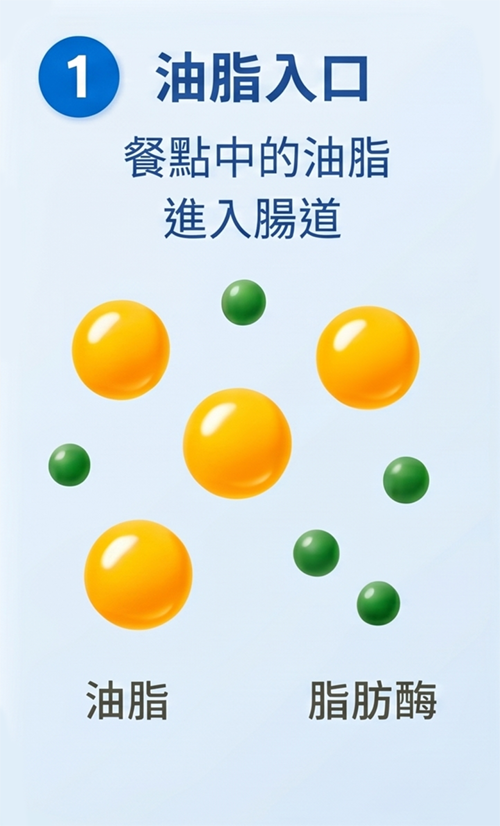 1 油脂入口