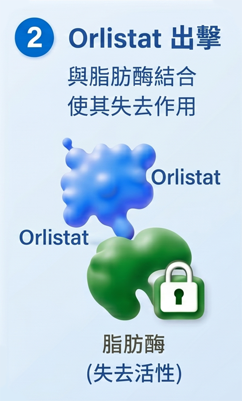 2 Orlistat 出擊
