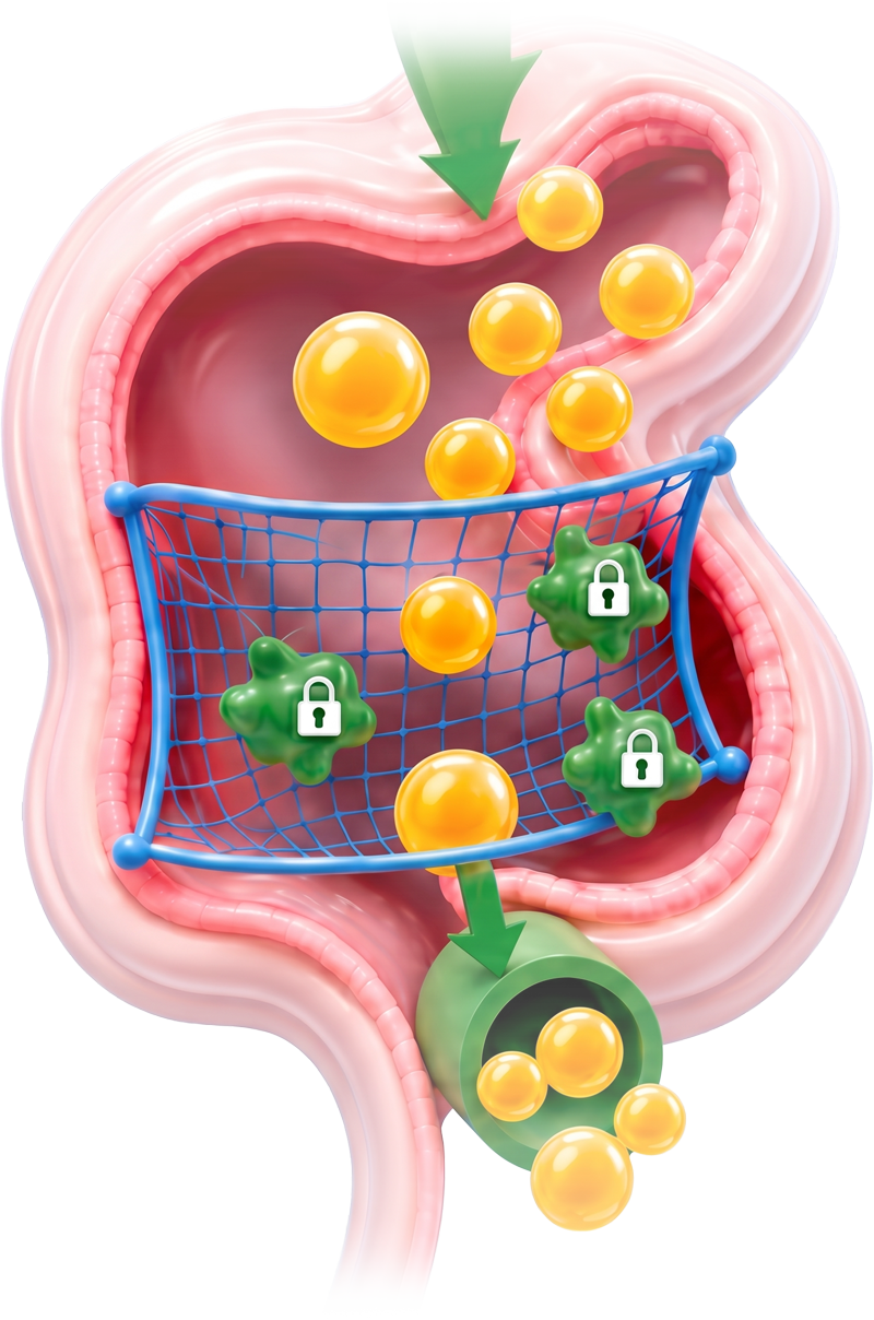Orlistat 腸道攔截示意